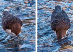 J.KUKOFKA und seine VOGELWELT: “WASSERAMSEL“