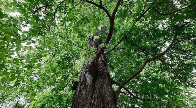 ÖDP erfolgreich mit KOHLENDIOXID-KOMPENSATION vor Ort