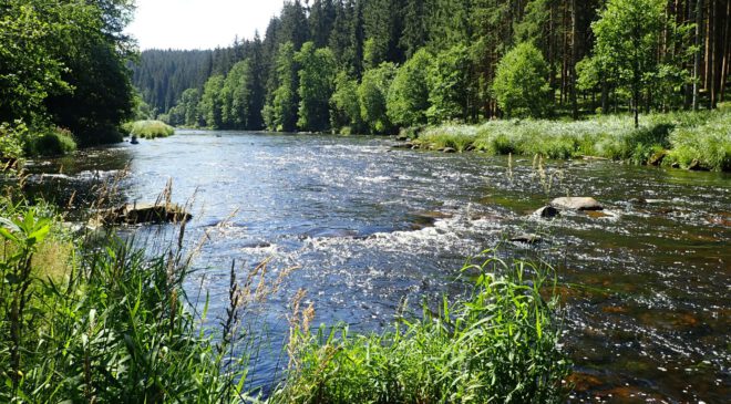 HITZE macht auch den FISCHEN schwer zu schaffen