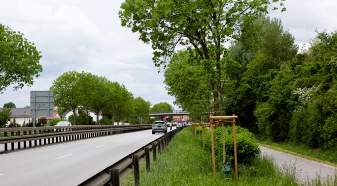 155 neue BÄUME an der B15 zwischen ERGOLDING und LANDSHUT